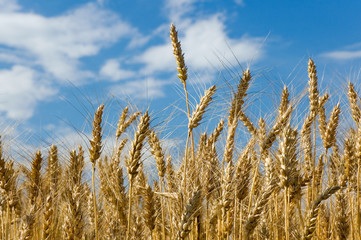 Spikelets wheat in field on background of blue sky