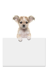 Cute chihuahua puppy dog holding an off white paper board with room for text on a white background