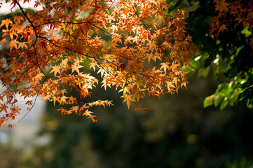 秋と紅葉
