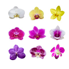 Fototapeta na wymiar collection of various orchids isolated on white background 