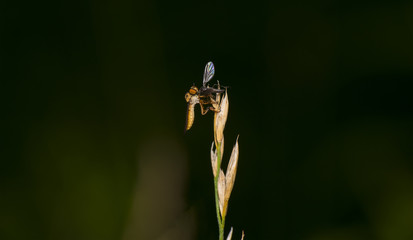 Robbery Fly