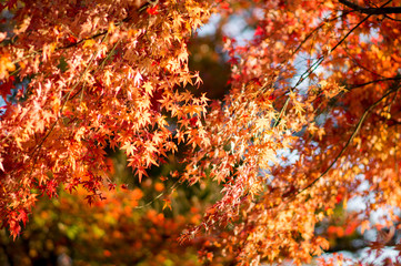 秋と紅葉
