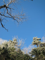 雪化粧した木々と空