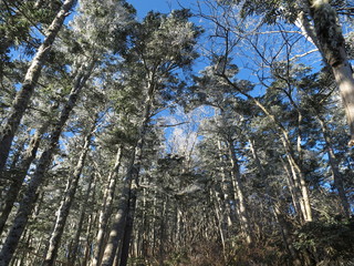 雪化粧した木々