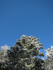 雪化粧した木と青空