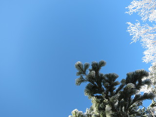 雪化粧した木と青空