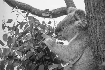 Tableaux ronds sur aluminium brossé Koala Koala