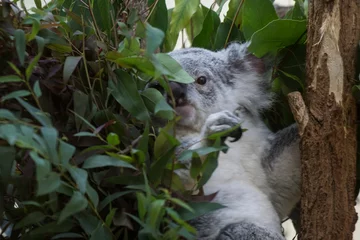 Stickers pour porte Koala Koala