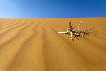 Fototapeta na wymiar Beautiful Empty Quarter desert, UAE