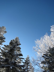 雪化粧した木と青空