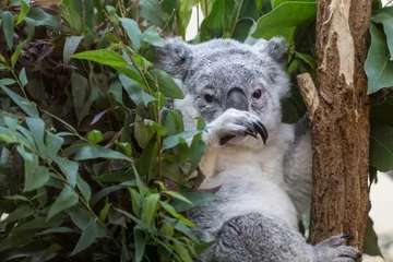 Photo sur Plexiglas Koala Koala