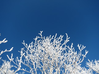 雪化粧した木と青空