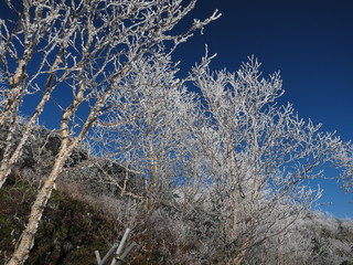 雪化粧した木と青空