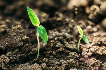 Growing Green Sprout From Soil. Spring Agricultural Season