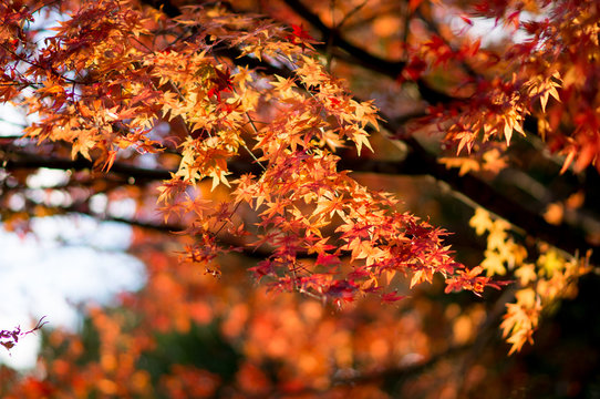秋と紅葉
