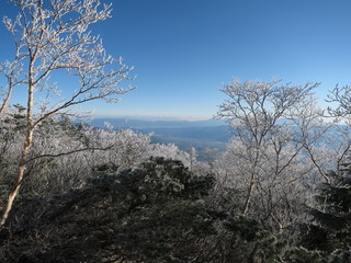  雪化粧した木々と伊那谷