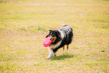 Tricolor Scottish English Rough Long-Haired Collie Lassie Adult 