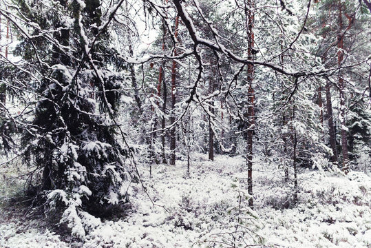 Fototapeta Nordic winter forest