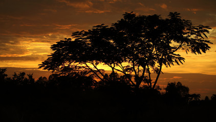 Plakat Tree on sunset
