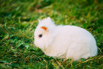 Close Blue Eyes Lop-Eared Dwarf Snow-White Mixed Breed Rabbit