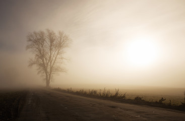 Fototapeta na wymiar Country road with a lonely tree on the foggy morning
