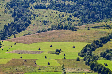 green meadow landscape in the Carpathian mountains