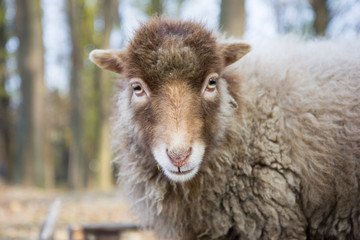 Fototapeta premium Sheep