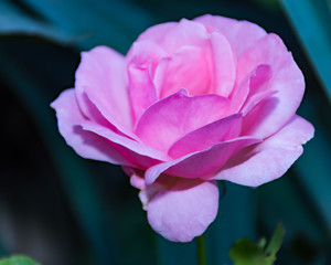 Fototapeta na wymiar Pink rosa chinensis spring flower plant
