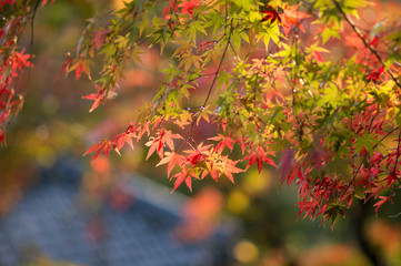 秋と紅葉
