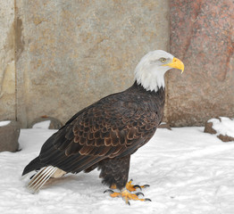  Bald eagle (Haliaeetus leucocephalus)