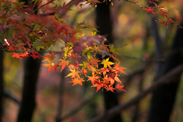 秋と紅葉
