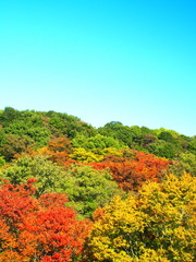 秋の黄葉と紅葉の森