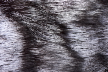 fur of silver fox