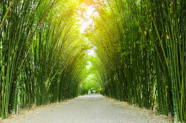 Way of bamboo tunnel in Thailand.