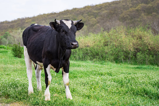Bulgarian Black White Domestic Cow 'Bos Taurus' mammal