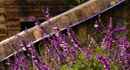 Purple flower in monserrate hill, Bogotá