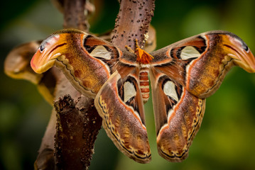 butterfly