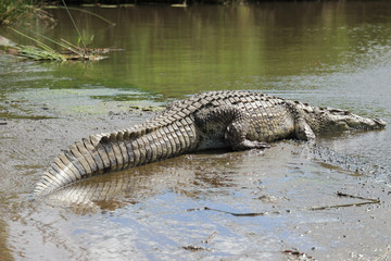 Nile crocodile
