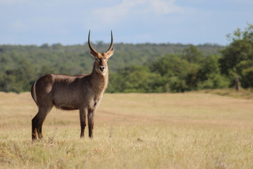Naklejka na ściany i meble Waterbuck in Kruger national park