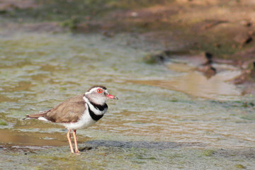 Three-banded Plover
