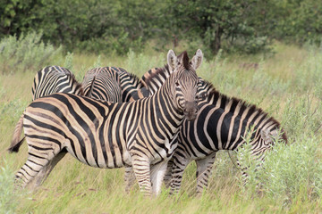 Fototapeta na wymiar Plains zebra (Equus quagga)