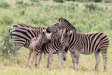 Fototapeta na wymiar Plains zebra (Equus quagga) herd