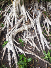 Roots