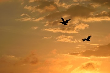 Fototapeta na wymiar Pelicans flying over at sunset Florida, USA.
