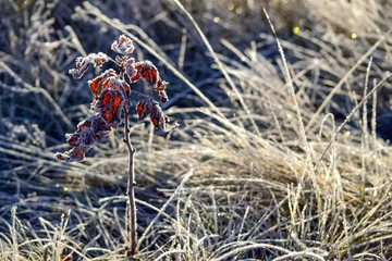 Leaves in violet ice