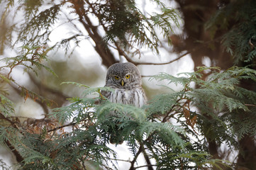 Obraz premium Perching Pygmy Owl at thuja tree