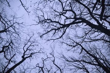 Fototapeta na wymiar The bare branches of the trees
