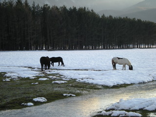 paesaggio di montagna innevato con cavalli che brucano