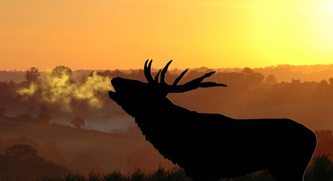 brame du cerf