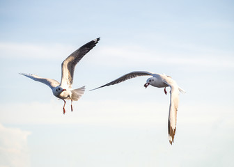 Seagulls flying in the sky © Sunday Stock